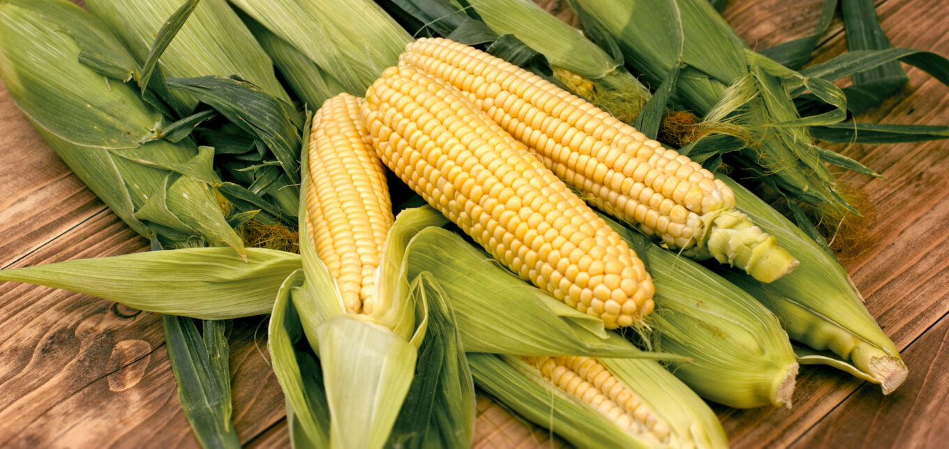 Saving Seeds from Sweet Corn – Mother Earth News - Vimarsana News